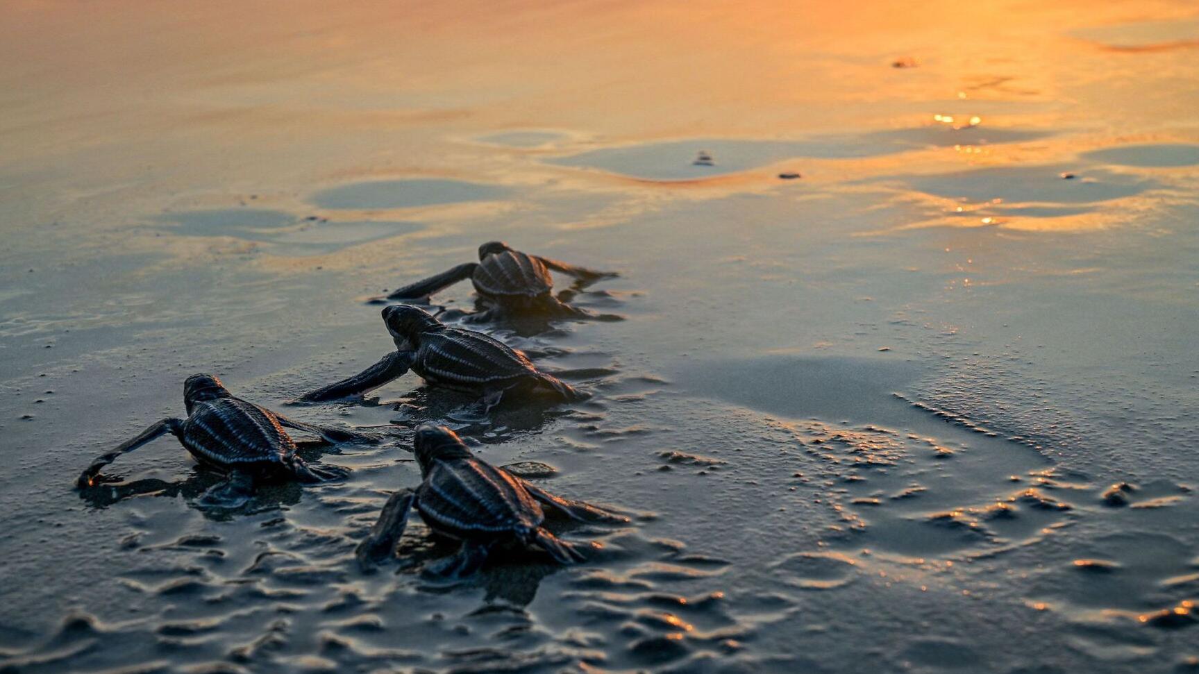 Humans have altered the Earth so much that migratory animals are facing extinction